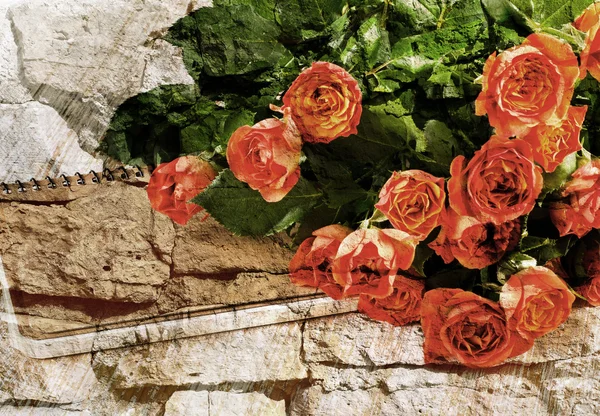Trandafiri frumoși — Fotografie, imagine de stoc