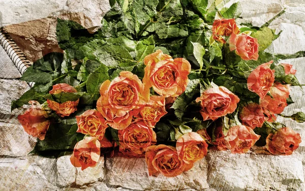 Schöne Rosen — Stockfoto