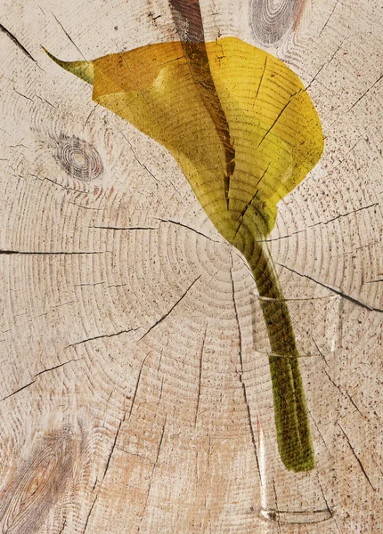 Yellow Calla . — Stock Photo, Image