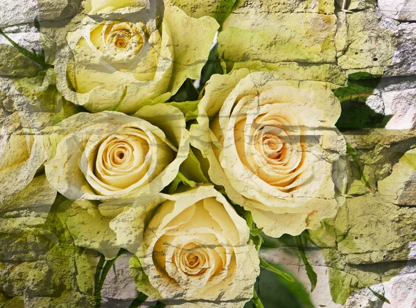 Fond avec des roses blanches — Photo