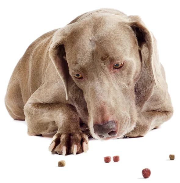 Cão com comida de cão — Fotografia de Stock