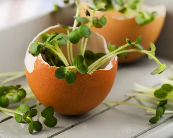 Salada de agrião fresco — Fotografia de Stock