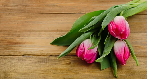 Frische rosa Tulpen — Stockfoto