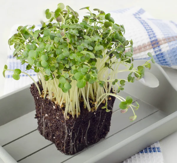 Ensalada de berros frescos — Foto de Stock