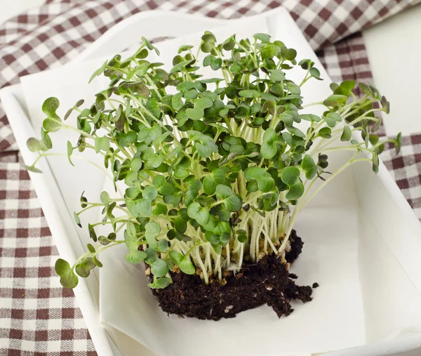 Ensalada de berros frescos —  Fotos de Stock