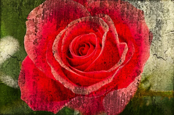 Grunge červená růže — Stock fotografie
