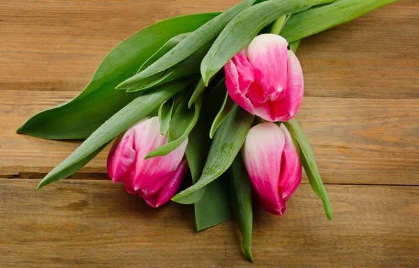 Fresh Pink tulips — Stock Photo, Image