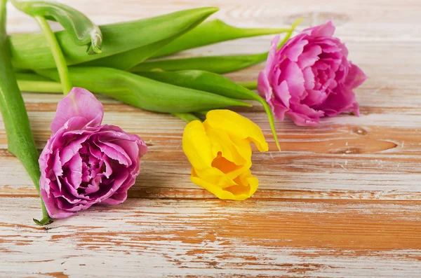 Verse kleurrijke tulpen — Stockfoto