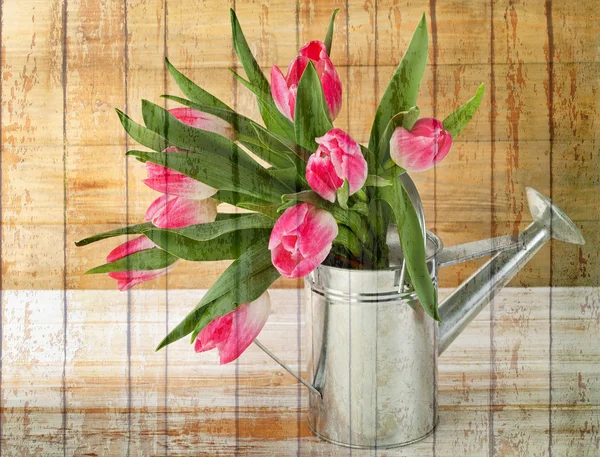 Tulipanes en regadera —  Fotos de Stock