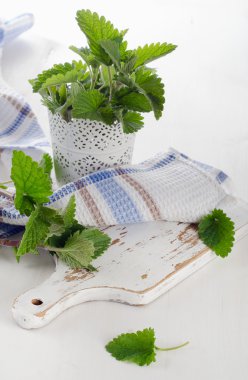 Taze nane yaprakları