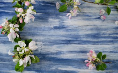 Çiçek açan elma dal