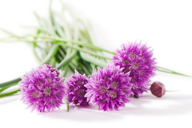 taze yeşil chives bir avuç