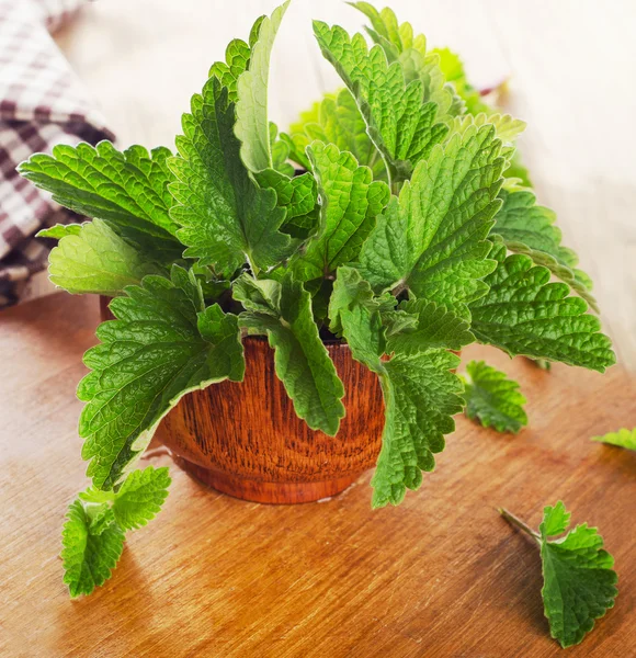 Bunch of Fresh mint leaves