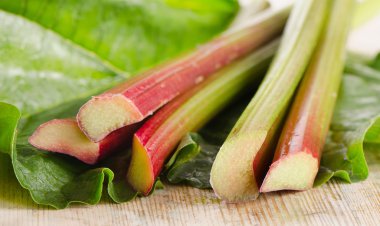 Tahta bir masada taze ravent.