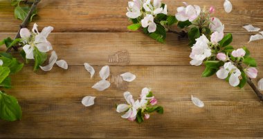 Çiçek açan elma dal