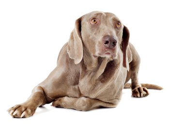 Kahverengi köpek Close-Up