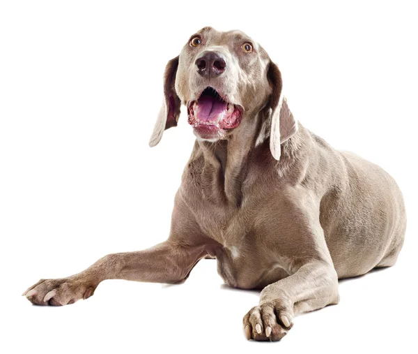 Cão feliz no fundo branco — Fotografia de Stock