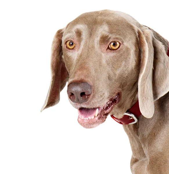 Primo piano del cane bruno — Foto Stock