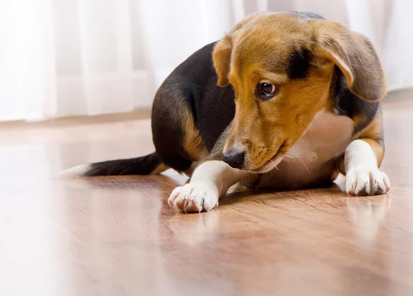 Roztomilé štěně Beagle doma. — Stock fotografie