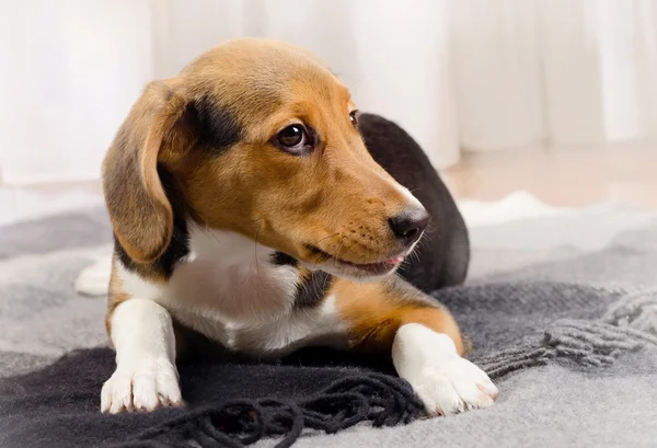 Симпатичный щенок на одеяле . — стоковое фото