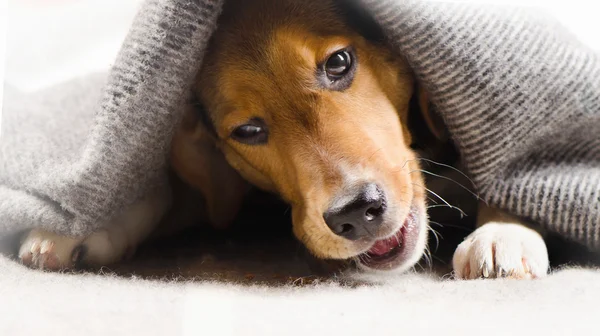Ładny szczeniak Beagle na koc. — Zdjęcie stockowe