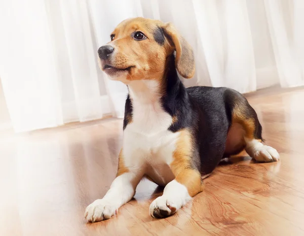 Ładny szczeniak Beagle w domu. — Zdjęcie stockowe