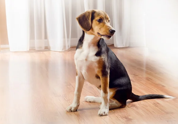 Bonito cachorro beagle em casa . — Fotografia de Stock