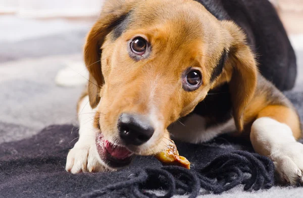 Schattige puppy op deken. — Stockfoto