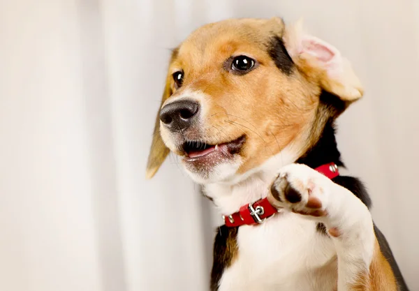 Schattige Beagle Puppy thuis. — Stockfoto