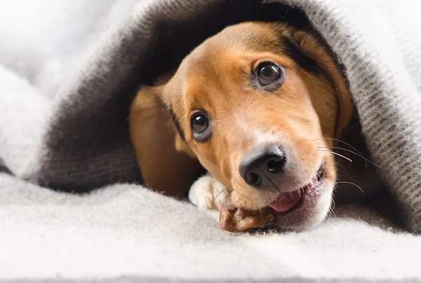 Lindo cachorro Beagle en manta . — Foto de Stock