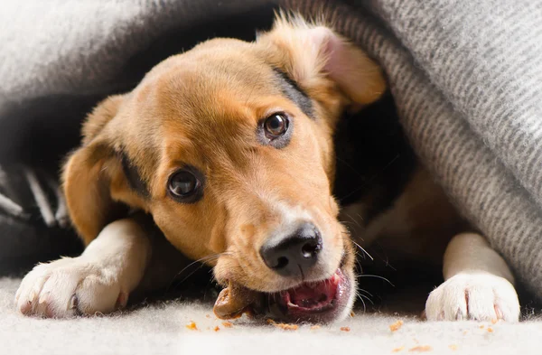 可爱的小猎犬小狗的毯子上. — 图库照片