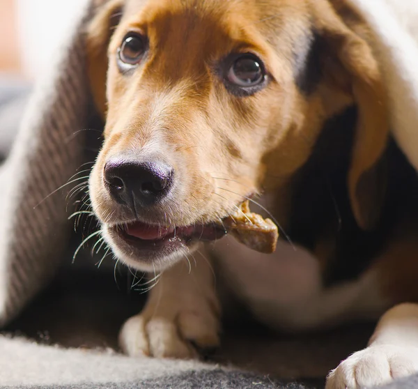 Schattige Beagle puppy op deken. — Stockfoto