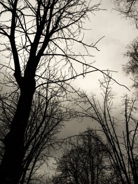 ağaç yaprakları olmadan