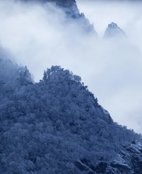 Borovic rostou na vrcholu skály — Stock fotografie