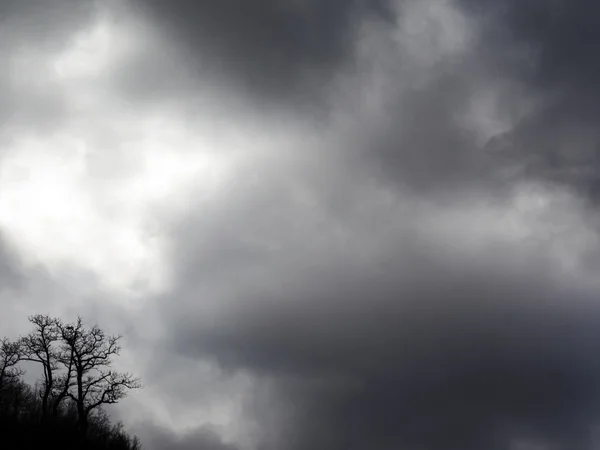 Árbol caído y cielo — Foto de Stock