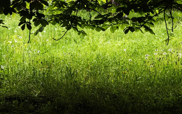 Zomer zonovergoten weide — Stockfoto