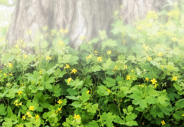 Neblige Morgenblumen — Stockfoto