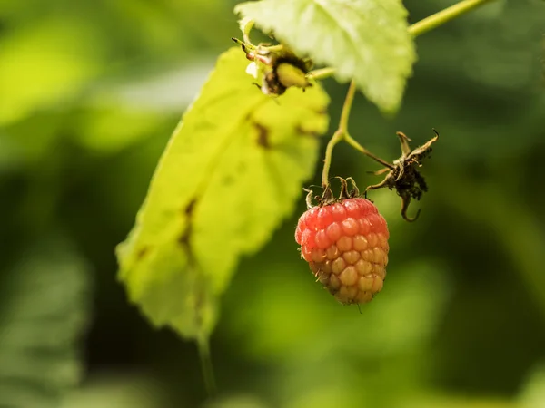 Hallon i garsen — Stockfoto