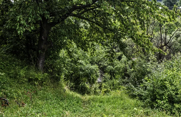 Yol çimen ile büyümüş, — Stok fotoğraf