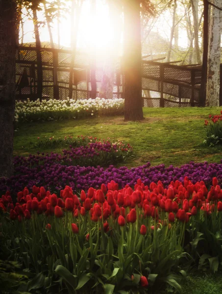 Tulpenblüten a — Stockfoto