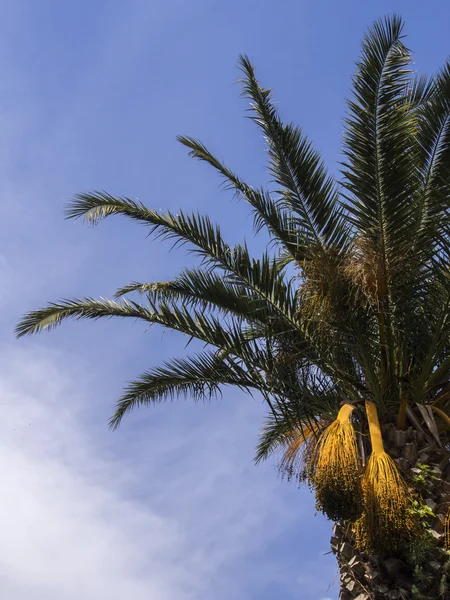 Palm tree with lights — Stock Photo © digidream #27352855