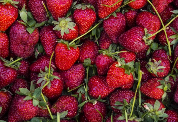 Vers geoogste aardbeien — Stockfoto