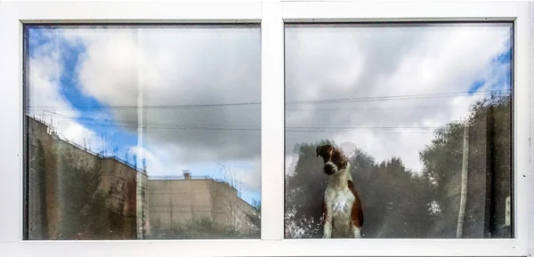 Hund sitzt im Fenster — Stockfoto