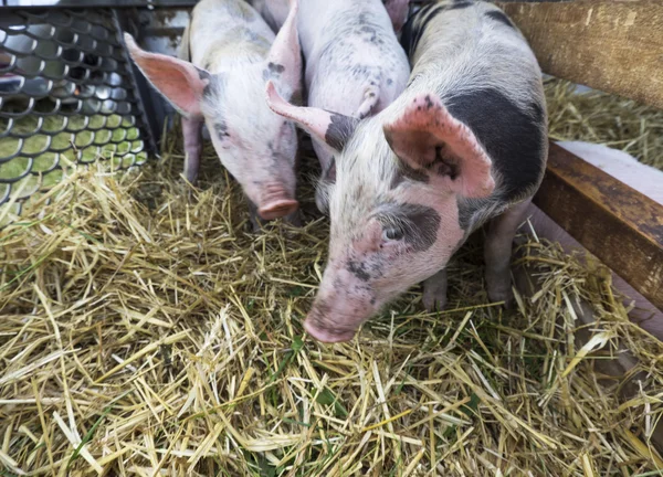 Pigs on straw — Stock Photo, Image