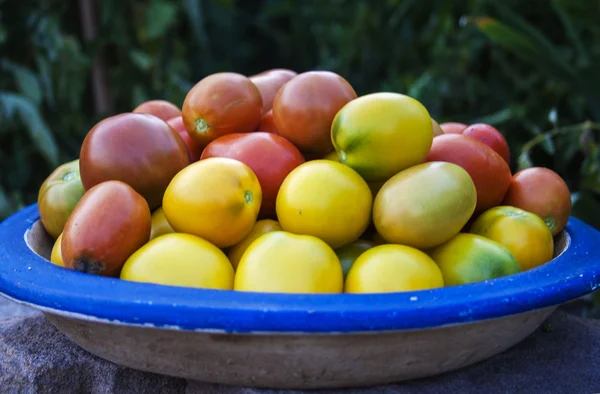 Colorful organic tomatoes — Stock Photo, Image