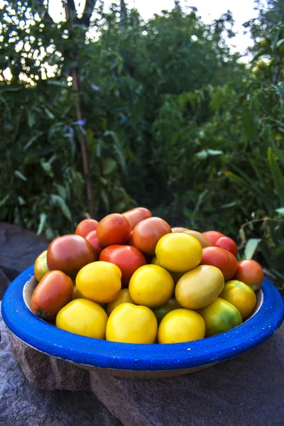 Kolorowe ekologiczne pomidory — Zdjęcie stockowe