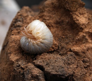 Mayıs-Böcek larvası