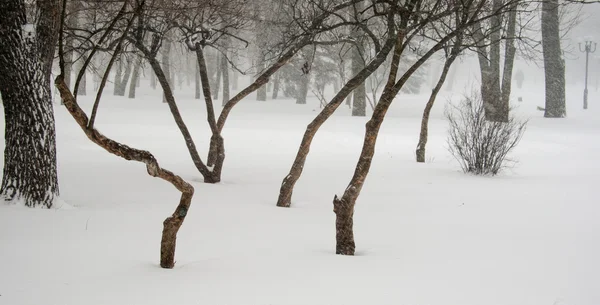 Parque durante uma queda de neve — Fotografia de Stock