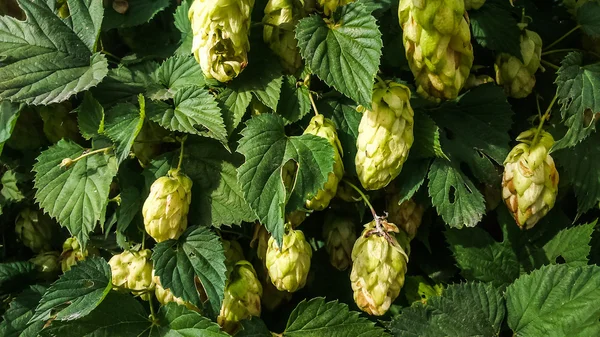 Groene hop takken — Stockfoto