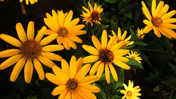 Słoneczniczek jesień kwiat — Zdjęcie stockowe